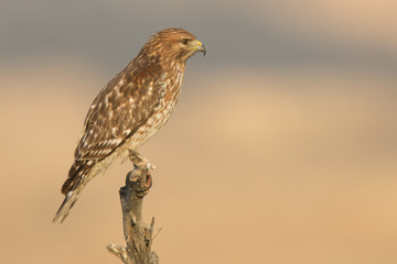 Red-shouldered Hawk