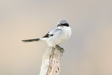 Loggerhead Shrike