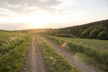 Sunset at dandelion field