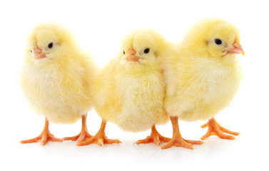 Three yellow chickens.