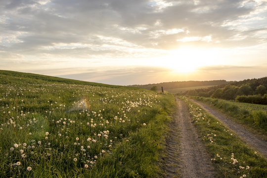 Fototapeta Sunset at dandelion field