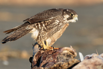 Peregrine Falcon