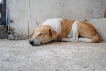 Thai domestic dog sleep on the floor.