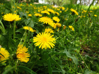  Field of dandelions