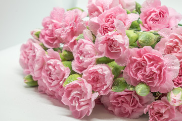 Pink carnations isolated on white background