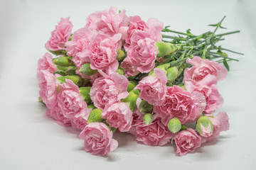 Pink carnations isolated on white background