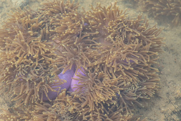 Sea anemones are a group of marine,Sea anemones are classified in the phylum Cnidaria, class Anthozoa, subclass Hexacorallia for education. © sinhyu