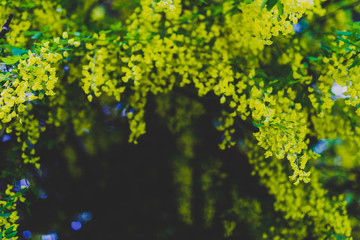 Beautiful yellow blooming tree Laburnum Voisii Golden Rain