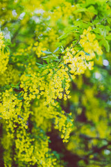 Beautiful yellow blooming tree Laburnum Voisii Golden Rain
