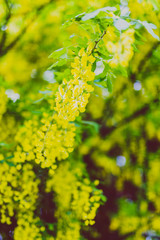 Beautiful yellow blooming tree Laburnum Voisii Golden Rain