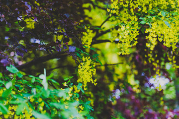 Beautiful yellow blooming tree Laburnum Voisii Golden Rain