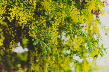 Beautiful yellow blooming tree Laburnum Voisii Golden Rain