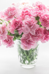 Pink carnations isolated on white background