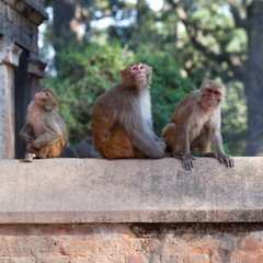 Fototapeta premium Group of monkeys at Pashupatinath temple in Kathmandu, Nepal