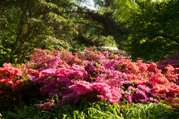 Pink and orange azalea flowers