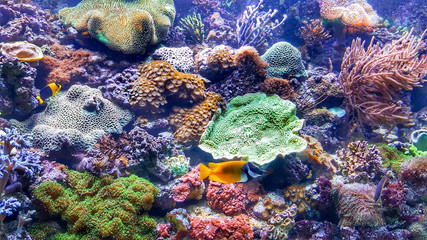 Fototapeta na wymiar underwater world 
