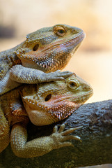 Couple of bearded dragons
