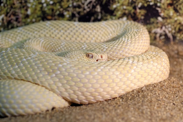 White western diamondback rattlesnake
