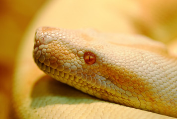 Fototapeta premium Albino Indian python