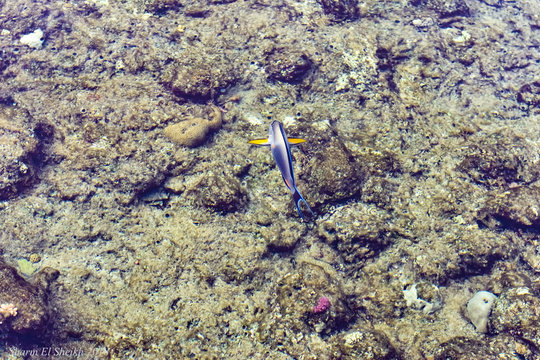 fish swim in the coral  Открыть Google Переводчик	 Оставить отзыв Все результаты Google Переводчик https://translate.google.com/?hl=ru Бесплатный сервис Google позволяет мгновенно переводить слова, фр