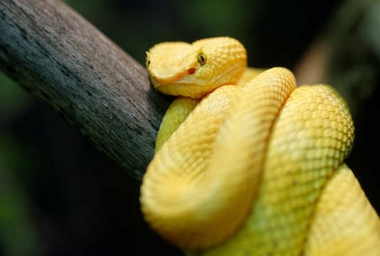 Yellow eyelash viper