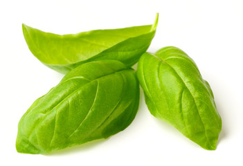 fresh basil leaves isolated on white