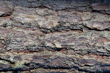 Tree bark texture background
