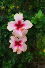 the flower is beautiful pink at on outdoor park in thailand.