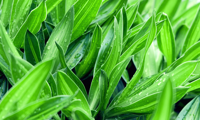 green leaves.  Nature background