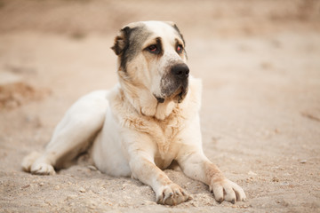 big dog breed Central Asian shepherd lies