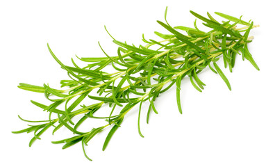 fresh rosemary isolated on white