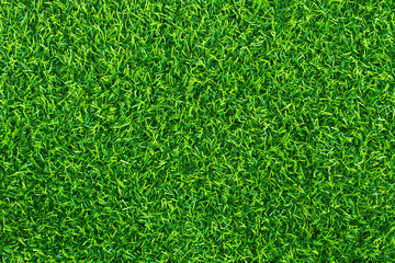 Green lawn for background. Green grass texture background.  top view.