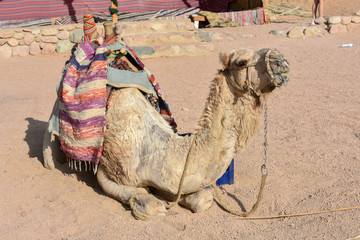 camel in the village