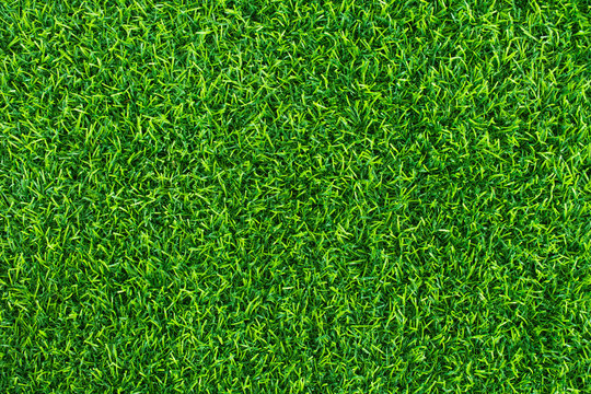 Green lawn for background. Green grass texture background.  top view.