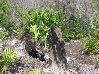 Baumstümpfe in der Wildnis