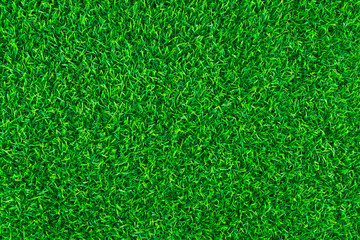 Green lawn for background. Green grass texture background.  top view.