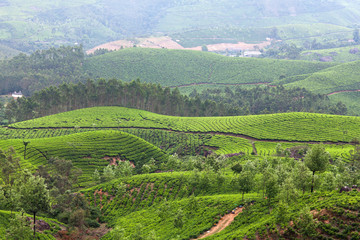 Fototapeta na wymiar Tea plantations in Kerala, South India