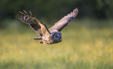 Flying great grey owl