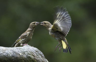 Two greenfinchs in close contact