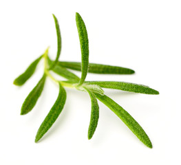 fresh rosemary isolated on white