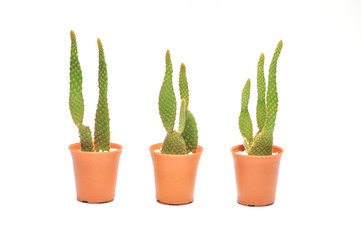 Cactus plants on isolated background