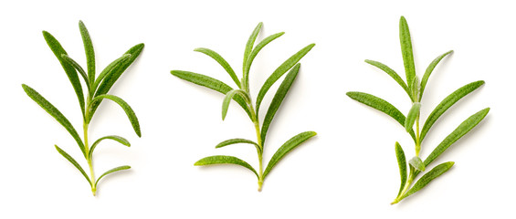 fresh rosemary isolated on white, top view