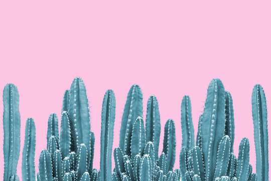Green cactus on pink background