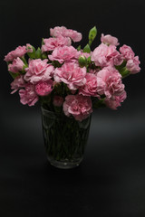 Obraz na płótnie Canvas Pink carnations isolated on black background