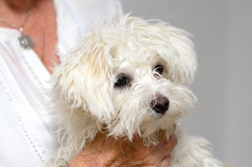 Senior woman is holding her Dog