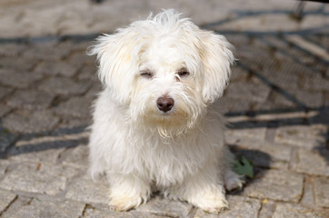 Adorable, curious puppy sitting on stones