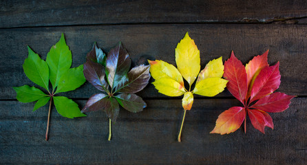 Naklejka na ściany i meble Colorful seasonal leaves with brown wood backing