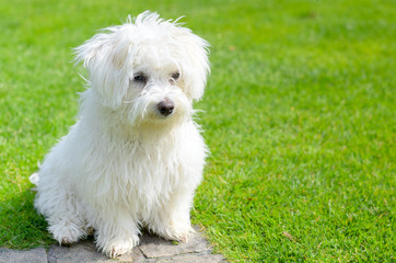Adorable, curious puppy sitting on green grass