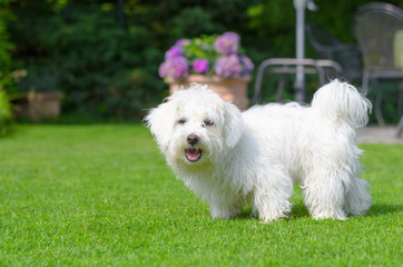 Adorable, curious puppy playing on green grass