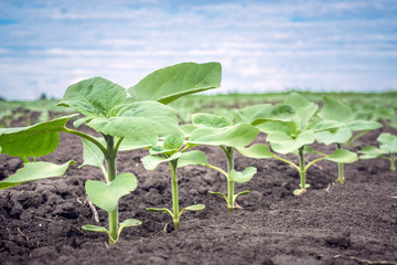 a row of young sunflower plants on a clean field of weeds
